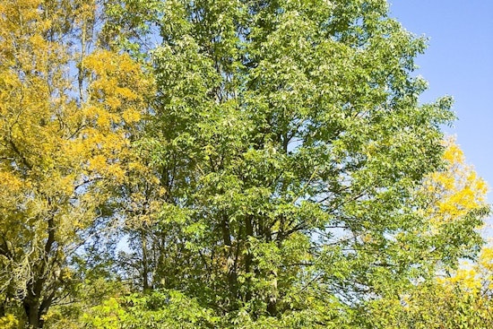 Maple Grove Marks 40th Year as Tree City USA, Wins Growth Award for Urban Forestry Commitment