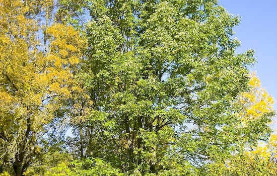 Maple Grove Marks 40th Year as Tree City USA, Wins Growth Award for Urban Forestry Commitment