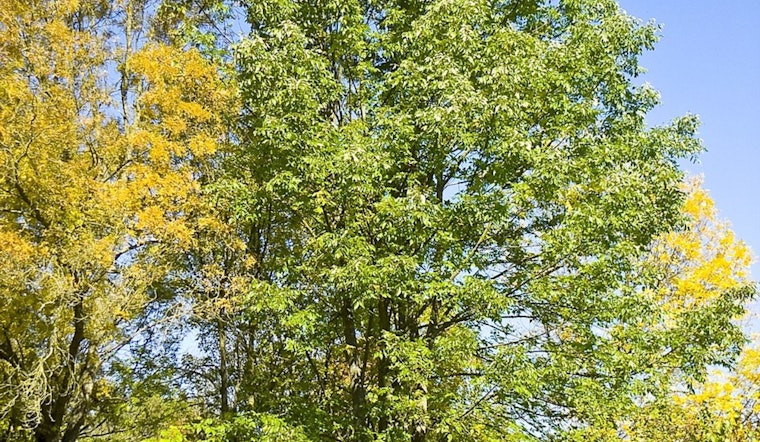 Maple Grove Marks 40th Year as Tree City USA, Wins Growth Award for Urban Forestry Commitment