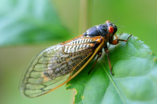 Massachusetts Braces for Cicada Serenade as Brood XIV Prepares to Emerge After 17-Year Slumber