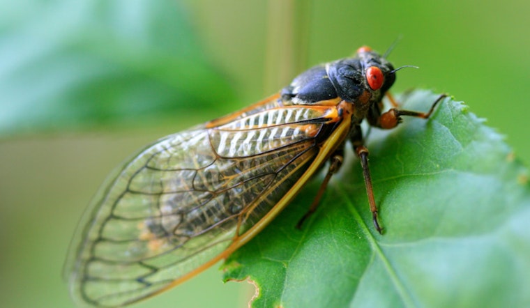 Massachusetts Braces for Cicada Serenade as Brood XIV Prepares to Emerge After 17-Year Slumber
