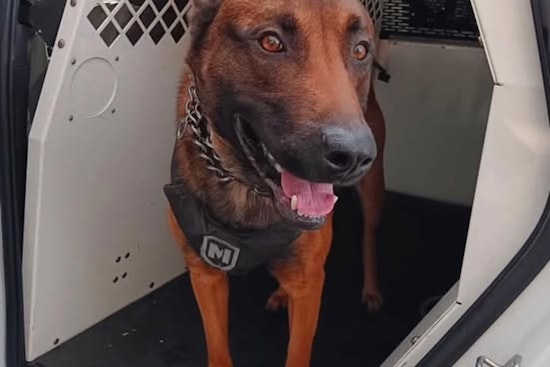 MCSO K-9 Hans Heroics Lead to Arrest of Suspect in Stolen U-Haul Chase Through Portland and Gresham