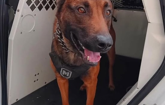 MCSO K-9 Hans Heroics Lead to Arrest of Suspect in Stolen U-Haul Chase Through Portland and Gresham