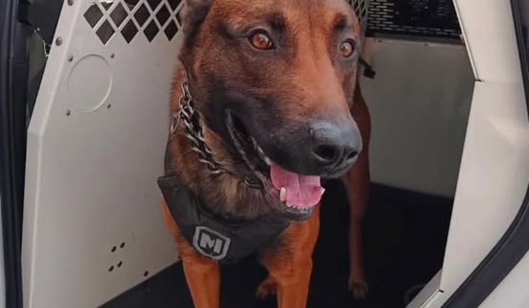MCSO K-9 Hans Heroics Lead to Arrest of Suspect in Stolen U-Haul Chase Through Portland and Gresham