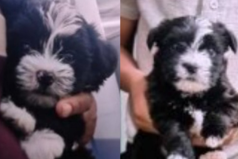 Memphis Police Seeking Information on Stolen Puppies and iPhone from Frayser Residence