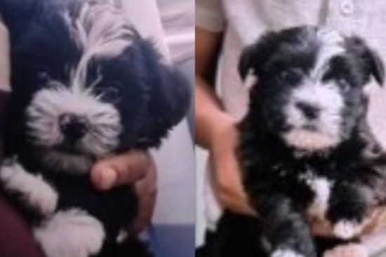 Memphis Police Seeking Information on Stolen Puppies and iPhone from Frayser Residence