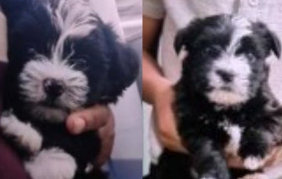 Memphis Police Seeking Information on Stolen Puppies and iPhone from Frayser Residence
