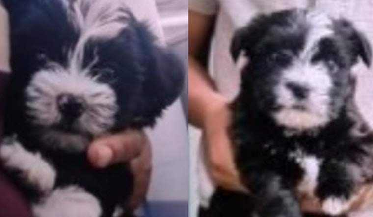 Memphis Police Seeking Information on Stolen Puppies and iPhone from Frayser Residence