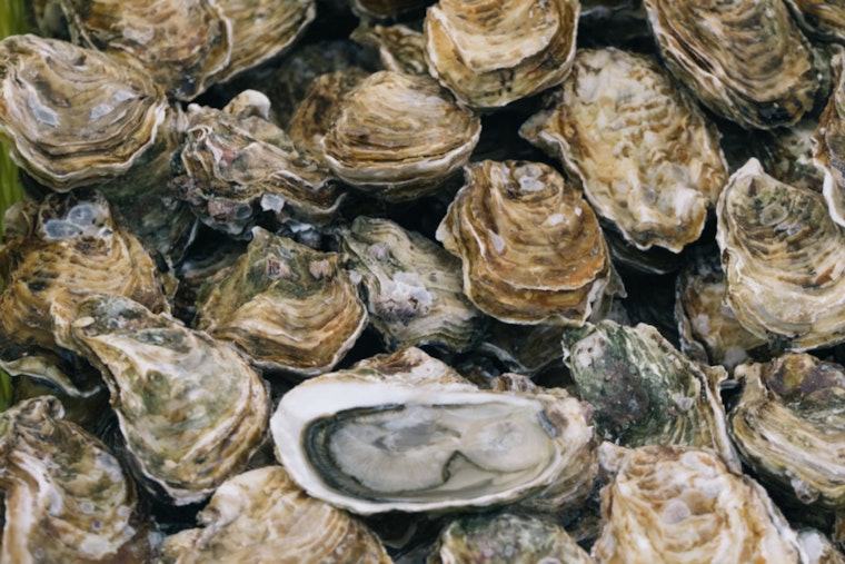Metairie Man Charged with Multiple Commercial Fishing Violations in Plaquemines Parish