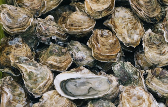 Metairie Man Charged with Multiple Commercial Fishing Violations in Plaquemines Parish