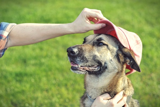 Miami-Dade County Honors Therapy Dogs and Promotes Adoption on Dog Therapy Appreciation Day