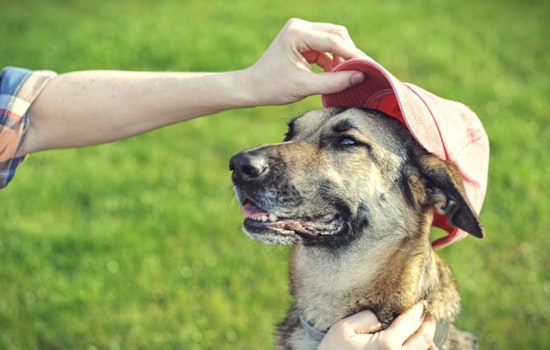 Miami-Dade County Honors Therapy Dogs and Promotes Adoption on Dog Therapy Appreciation Day