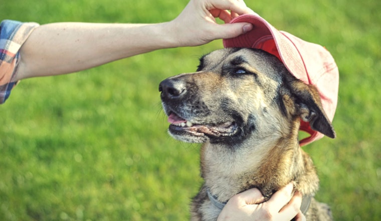 Miami-Dade County Honors Therapy Dogs and Promotes Adoption on Dog Therapy Appreciation Day