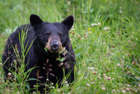 Michigan DNR Promotes Coexistence as Black Bear Sightings Increase in Traverse City and Grand Rapids