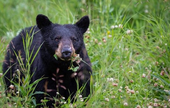 Michigan DNR Promotes Coexistence as Black Bear Sightings Increase in Traverse City and Grand Rapids