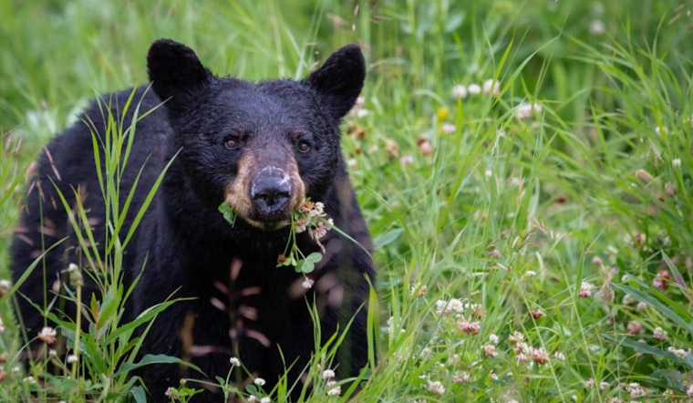 Michigan DNR Promotes Coexistence as Black Bear Sightings Increase in Traverse City and Grand Rapids