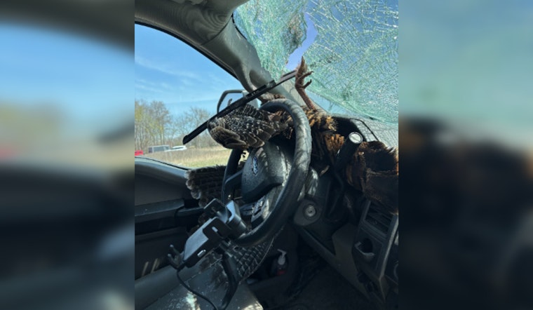 Michigan Driver Escapes Unhurt as Turkey Crashes Through Windshield on I-96 Near Fowlerville