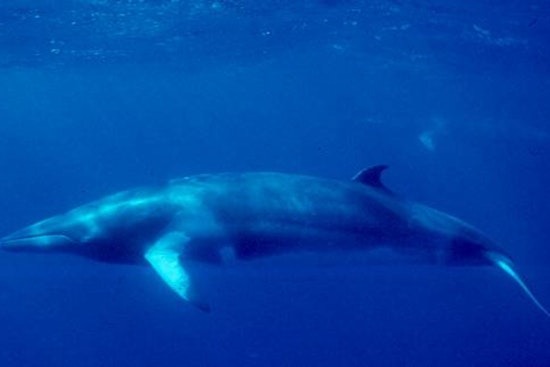 Minke Whale Found Dead at Long Beach's Rainbow Harbor After Days of Public Fascination
