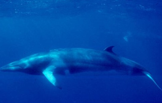 Minke Whale Found Dead at Long Beach's Rainbow Harbor After Days of Public Fascination