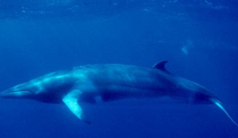 Minke Whale Found Dead at Long Beach's Rainbow Harbor After Days of Public Fascination