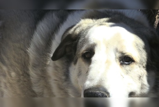 Missing 2-Year-Old Found Safe in Seligman After Overnight Ordeal and Heroic Dog's Aid