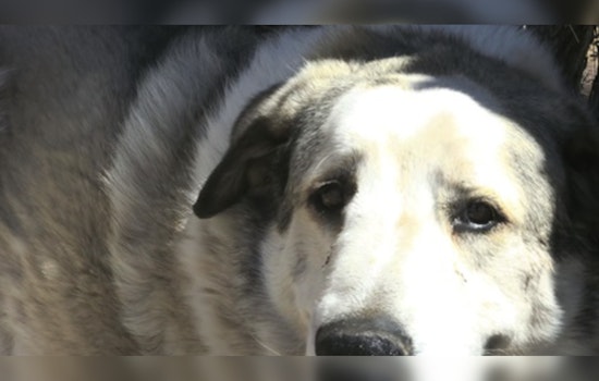 Missing 2-Year-Old Found Safe in Seligman After Overnight Ordeal and Heroic Dog's Aid