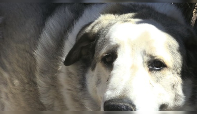 Missing 2-Year-Old Found Safe in Seligman After Overnight Ordeal and Heroic Dog's Aid