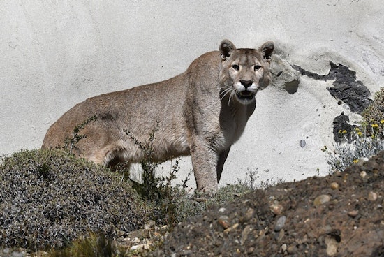 Moorpark Community on High Alert After Mountain Lion Kills Local Dog, Simi Valley Residents Warned of Increased Sightings