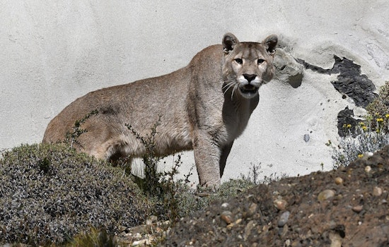 Moorpark Community on High Alert After Mountain Lion Kills Local Dog, Simi Valley Residents Warned of Increased Sightings