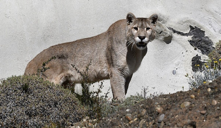 Moorpark Community on High Alert After Mountain Lion Kills Local Dog, Simi Valley Residents Warned of Increased Sightings