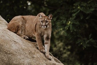 Mountain Lion Spotted Roaming Residential Area Near Boulder Highway in Las Vegas Valley