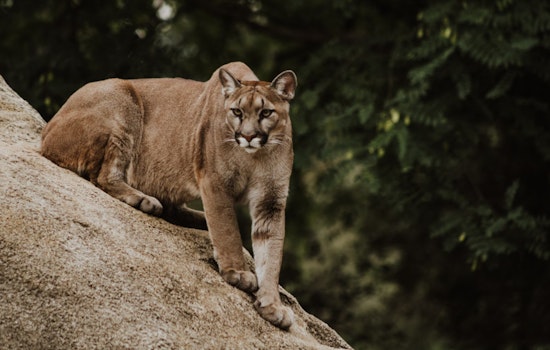 Mountain Lion Spotted Roaming Residential Area Near Boulder Highway in Las Vegas Valley