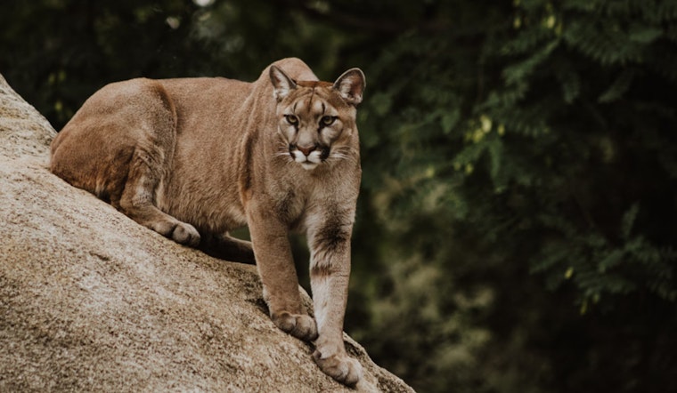 Mountain Lion Spotted Roaming Residential Area Near Boulder Highway in Las Vegas Valley