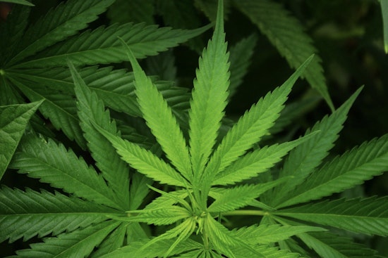 Nevada's Cannabis Lounges Struggle as Only One Remains Amid Regulatory Challenges and Market Downturn