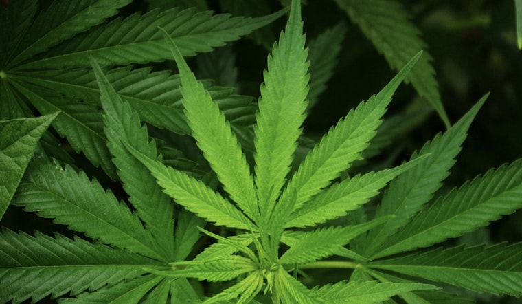 Nevada's Cannabis Lounges Struggle as Only One Remains Amid Regulatory Challenges and Market Downturn