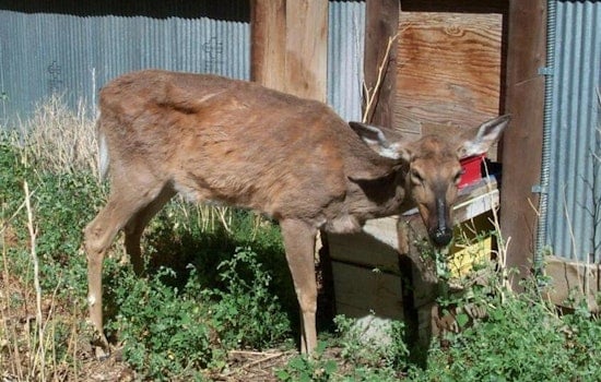 New Cases of Chronic Wasting Disease Confirmed in Adams, Peoria, Putnam, and Marshall Counties, Illinois
