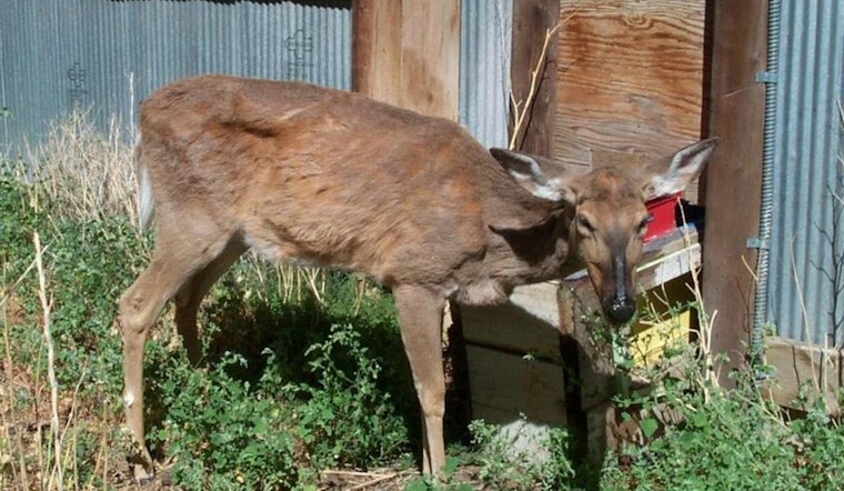 New Cases of Chronic Wasting Disease Confirmed in Adams, Peoria, Putnam, and Marshall Counties, Illinois