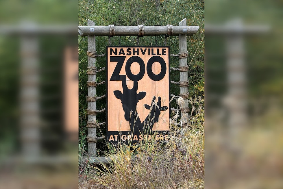 New Red River Hog Piglet Charms Visitors at Nashville Zoo