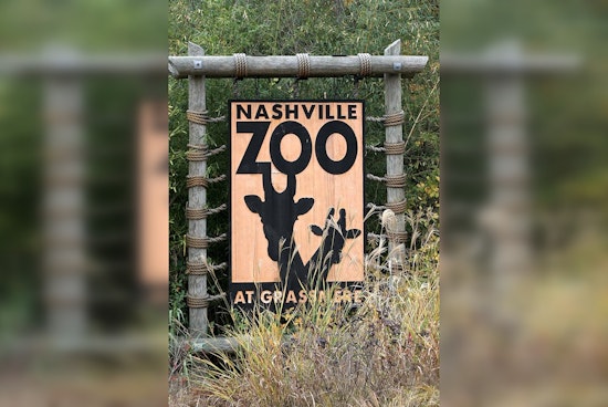 New Red River Hog Piglet Charms Visitors at Nashville Zoo