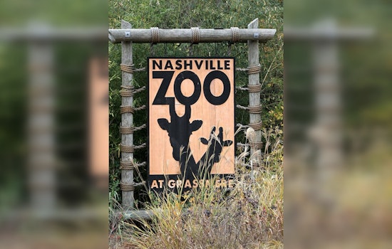 New Red River Hog Piglet Charms Visitors at Nashville Zoo