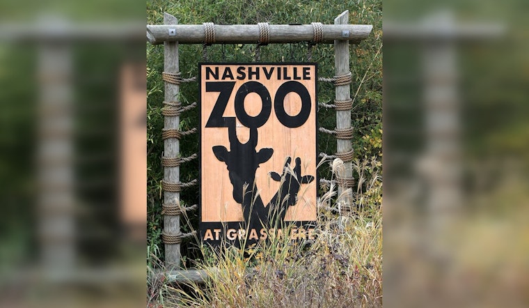 New Red River Hog Piglet Charms Visitors at Nashville Zoo