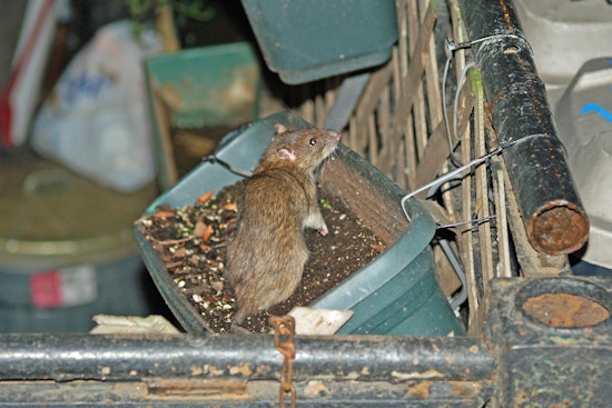 New York City Pilots Rat Birth Control Program in Harlem to Curb Rodent Reproduction