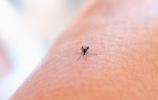 North Carolina Health Officials Launch "Fight the Bite" Campaign in Response to Rising Tick and Mosquito Disease Cases