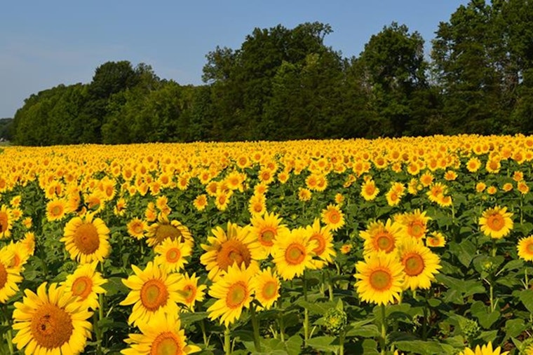 North Carolina Highways Bloom with Pride, NCDOT Announces 2024 Wildflower Award Winners