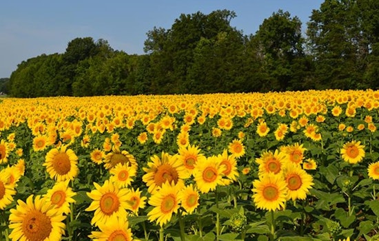 North Carolina Highways Bloom with Pride, NCDOT Announces 2024 Wildflower Award Winners
