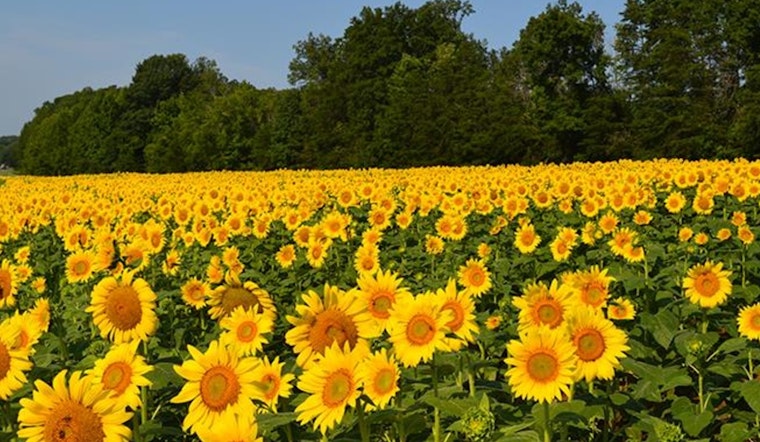 North Carolina Highways Bloom with Pride, NCDOT Announces 2024 Wildflower Award Winners