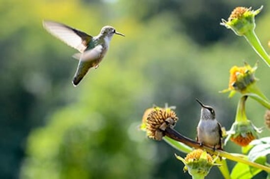 North Minneapolis Parks to Enhance Urban Ecology with New Habitats for Migrating Birds and Pollinators