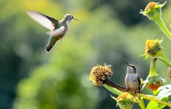 North Minneapolis Parks to Enhance Urban Ecology with New Habitats for Migrating Birds and Pollinators