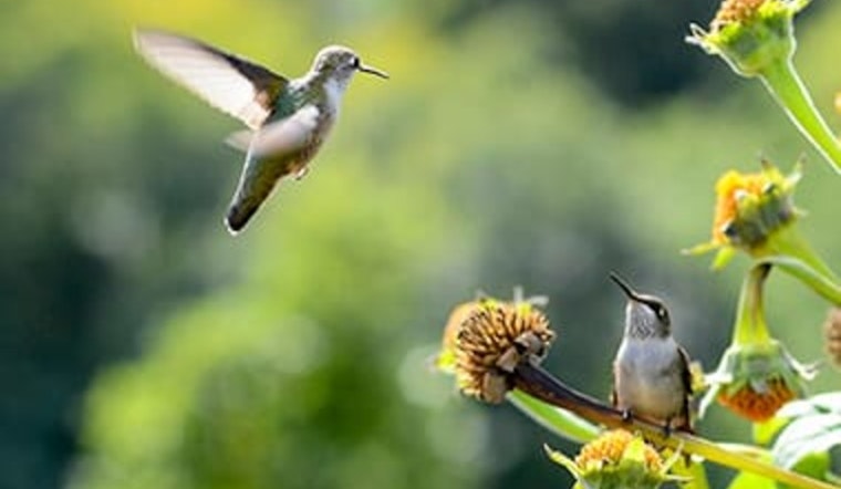 North Minneapolis Parks to Enhance Urban Ecology with New Habitats for Migrating Birds and Pollinators