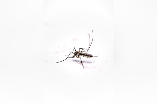 Oʻahu Reports Seventh Dengue Case of 2025 as Hawai'i DOH Takes Action
